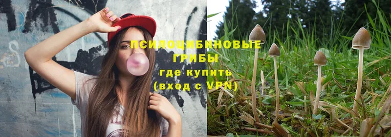 Псилоцибиновые грибы Psilocybe  купить наркотик  Балаково 